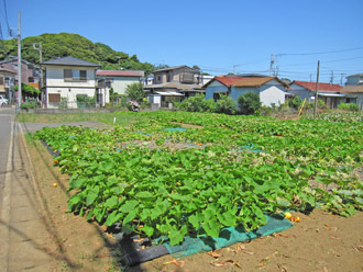 三浦市初声町和田 売地