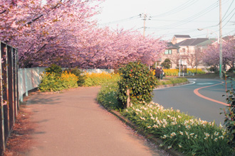 桜がきれいな「小松ヶ池公園」までは自動車で